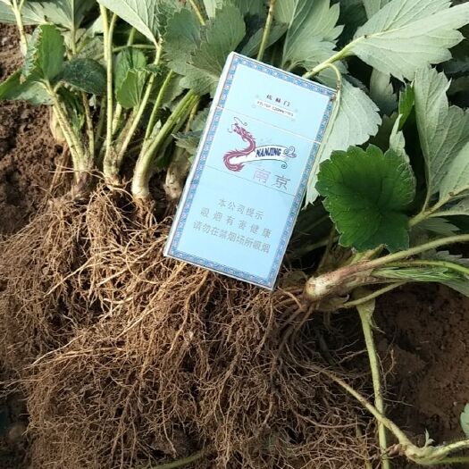 平度市章姬草莓苗 根系发达，矮化苗，上花整齐 早，抗病害性强