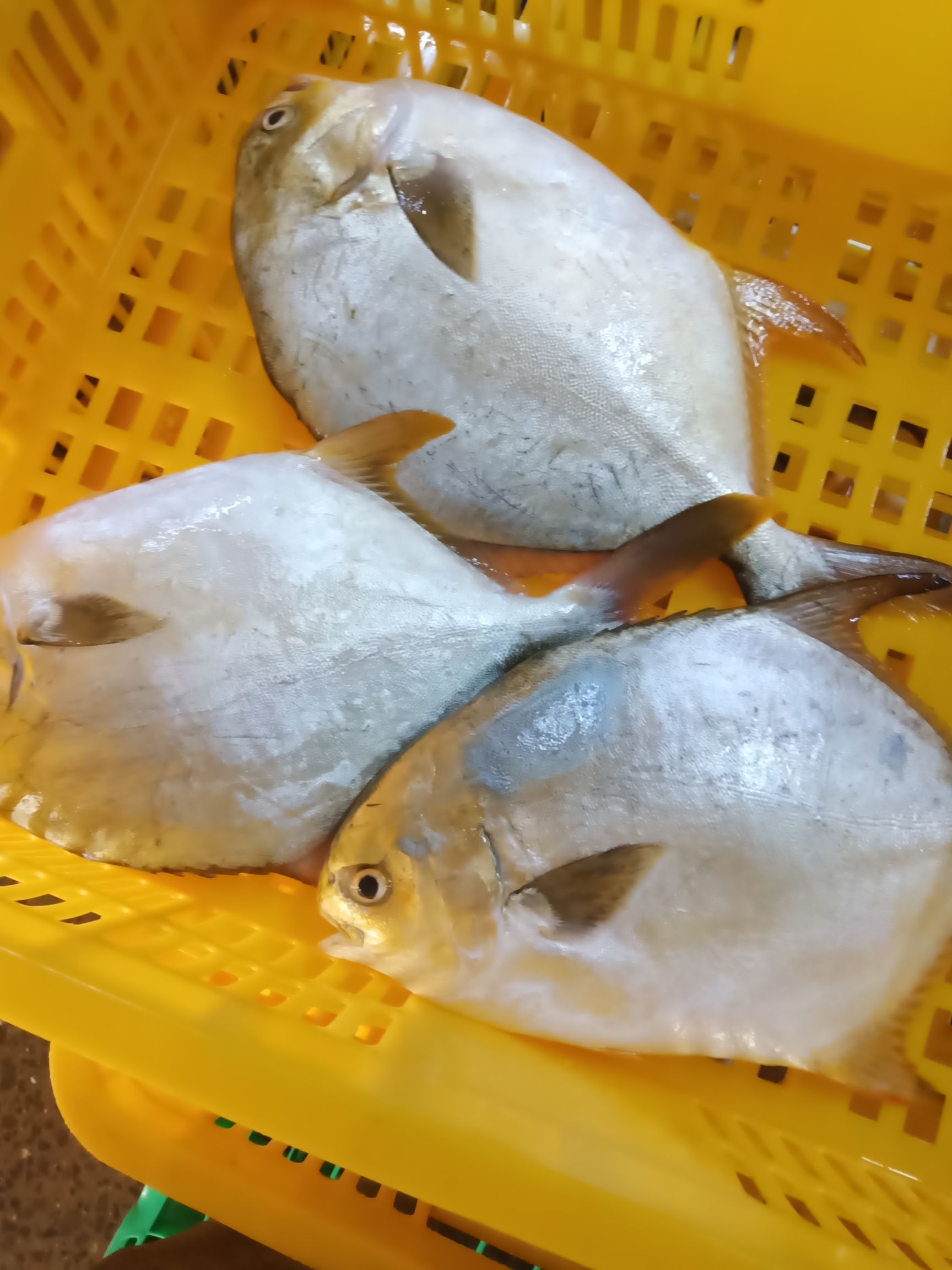 金枪鱼