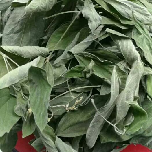 建水县木豆叶股骨头坏死原药材
