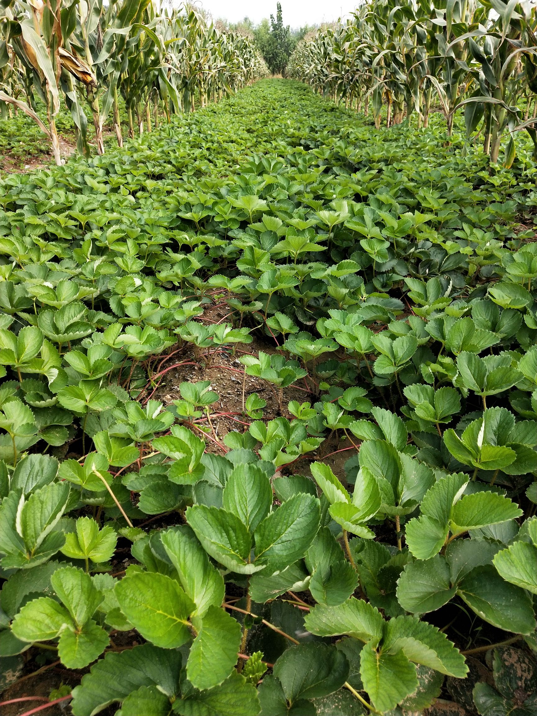 泰安 山东园景农业科技有限公司常年出售草莓苗（品种齐全）