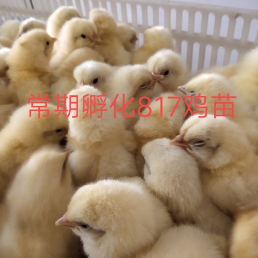 莘县 817鸡苗