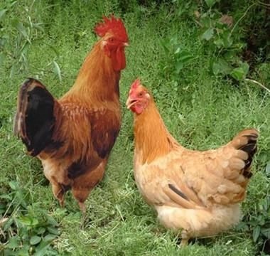 南宁 K9肉鸡苗