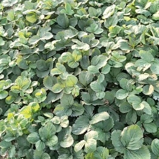 东海县莓宝草莓苗 大量出售，量大从优
