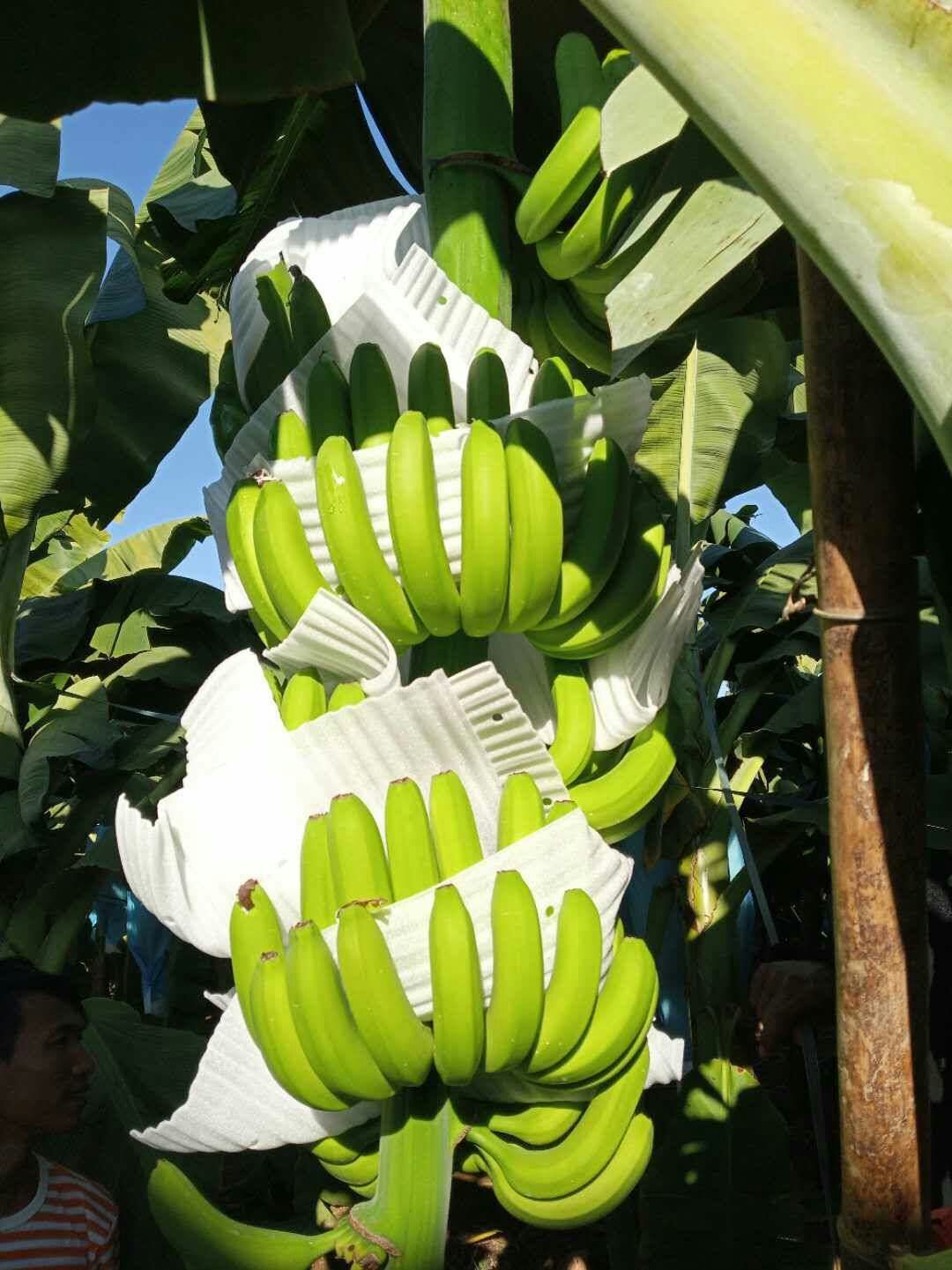  云南西双版纳香蕉