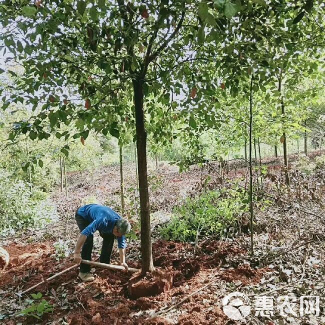  湖北咸宁全冠香樟 杀头截杆香樟树 树型优美 成活率髙