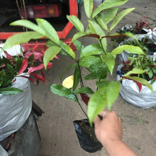 河池红背桂盆栽 红背桂 天竺桂 红叶桂花 色块植物易成活多种地皮植物