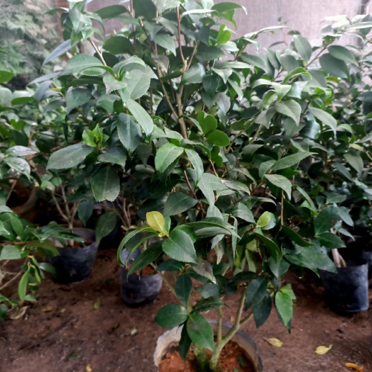 沭阳县 茶花