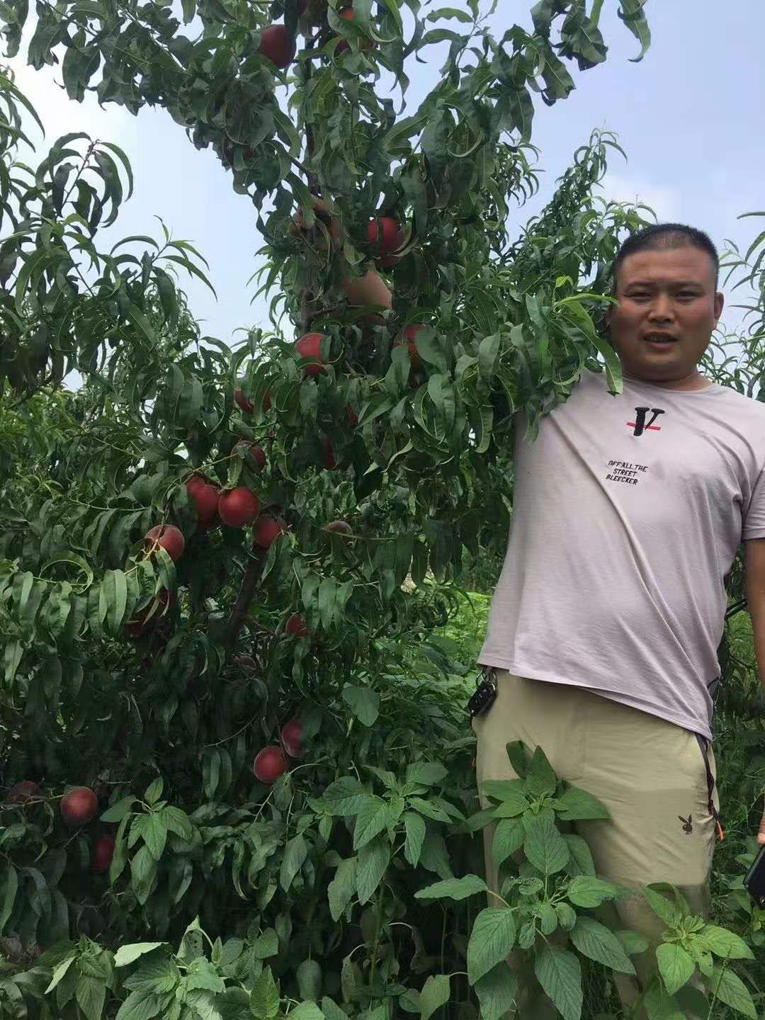 黑桃苗 精品，黑桃，果汁多，脆甜适口，含糖高，保质保量，代发全国，