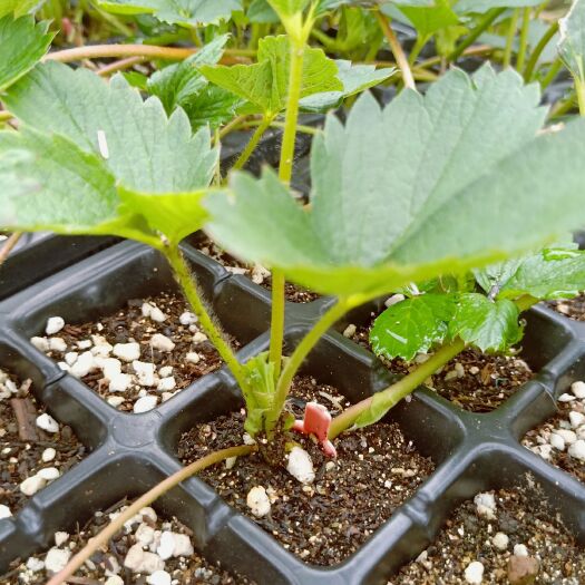 泰安 脱毒草莓苗 章姬草莓苗多少钱一棵