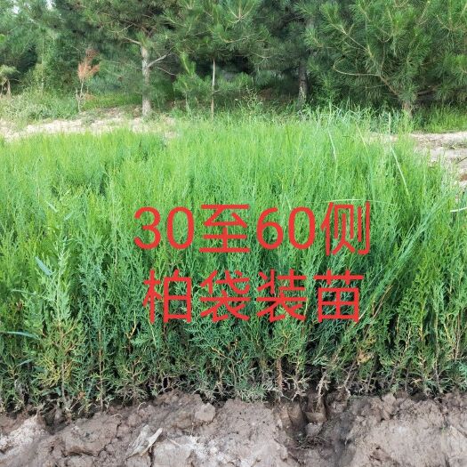蔚县侧柏苗