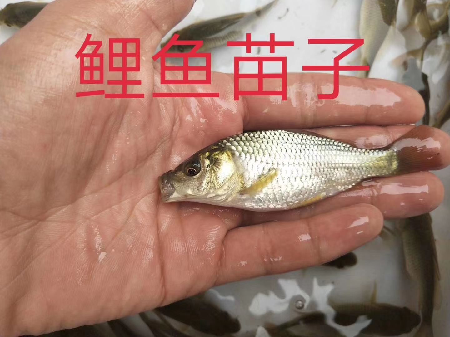 鲤鱼苗 鲤鱼，裸鲤养殖户