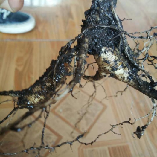 哈尔滨 家里亲戚在山上挖的山人参