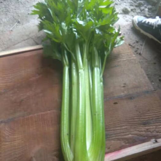 张北县美国西芹 精品西芹