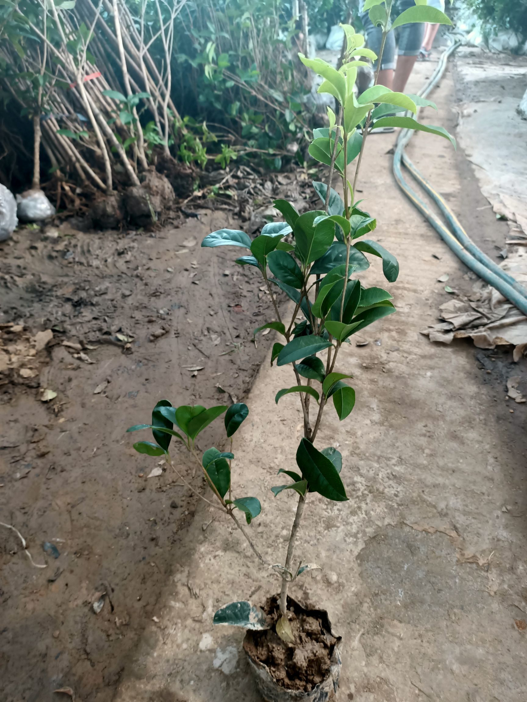 桂花树苗 桂花树