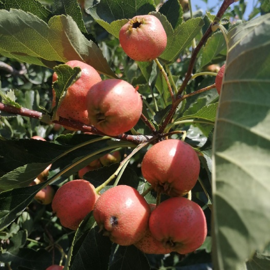 枣庄大五棱山楂苗 大小山楂树，杏树，柿子树，苹果树，桃树，板栗树，等各和果树，