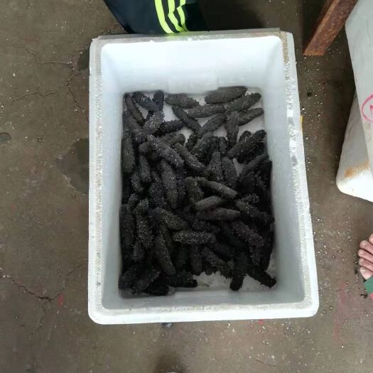 霞浦县黄玉参 养殖户大量售出