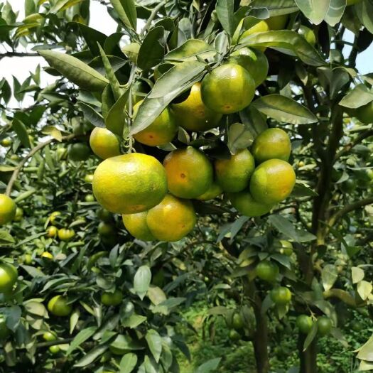 西林县宫本特早橘苗 特早柑橘