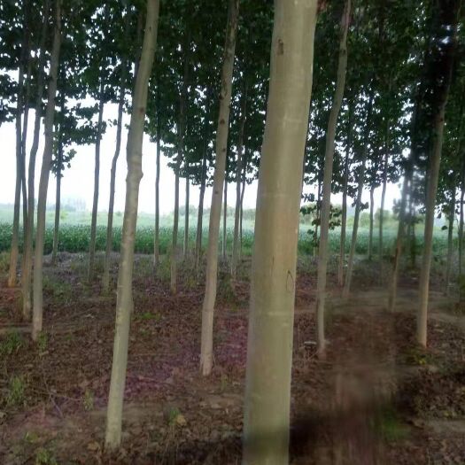 范县 法国梧桐   4－5年种植  有需要的联系