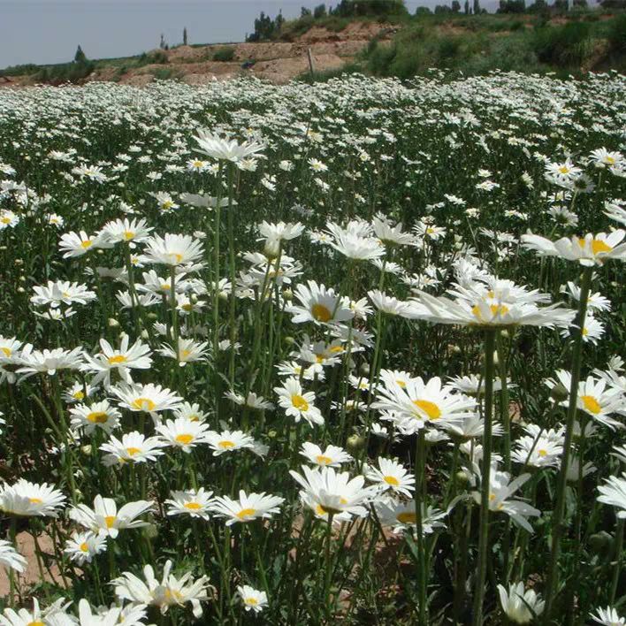  大滨菊庭院道路绿化种植花卉四季开花不断