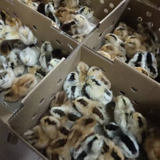 广州 麻羽高产绿壳蛋鸡苗