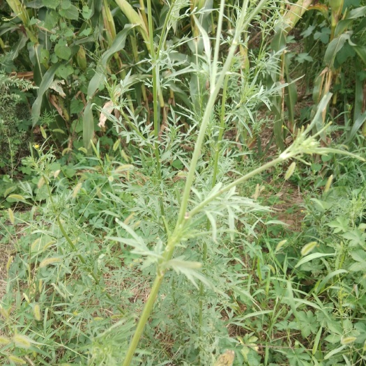 汝州市鬼针草 ，枝干肥厚