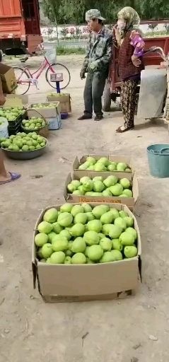 静宁县酥梨 出货快，需要订单的加油