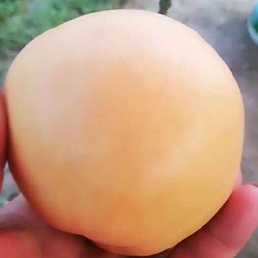 舞阳县圆黄梨 75mm以上 300-350g