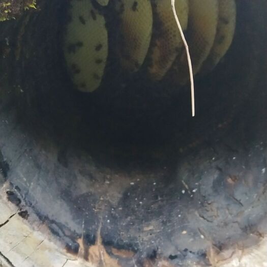 福贡县 深山老林蜂蜜