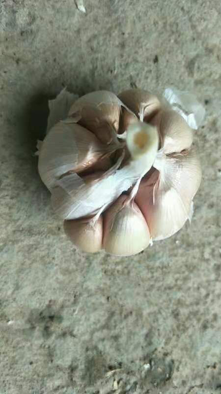 大名县红皮大蒜 混级统货 多瓣蒜