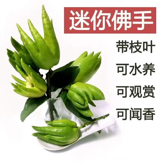 永福县佛手果  自产佛手 无公害。和胃止痛 自带的天然香味 冰箱天然除臭剂