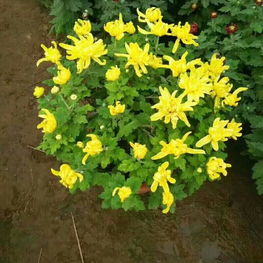青州市大菊花价格 大菊花报价 九月大菊花多少钱