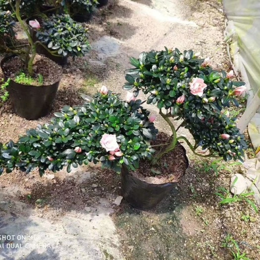 漳平市 造型小桃红杜鹃花 招财进宝 产地发货量大优惠