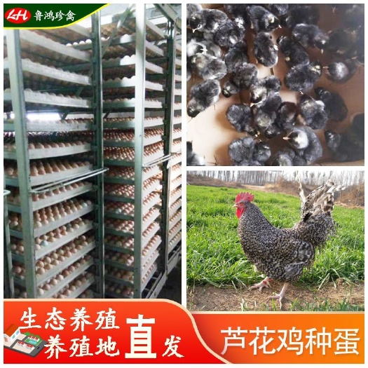 巨野县纯种芦花鸡种蛋 汶上芦花鸡种蛋 可孵化 人工授精 包授精率