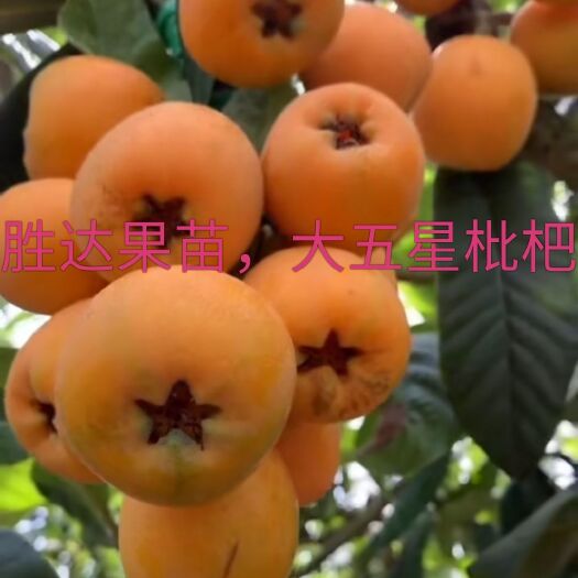 灵山县大五星枇杷苗 大五星，早钟六号，鸡蛋王，种植当年结果，提供种