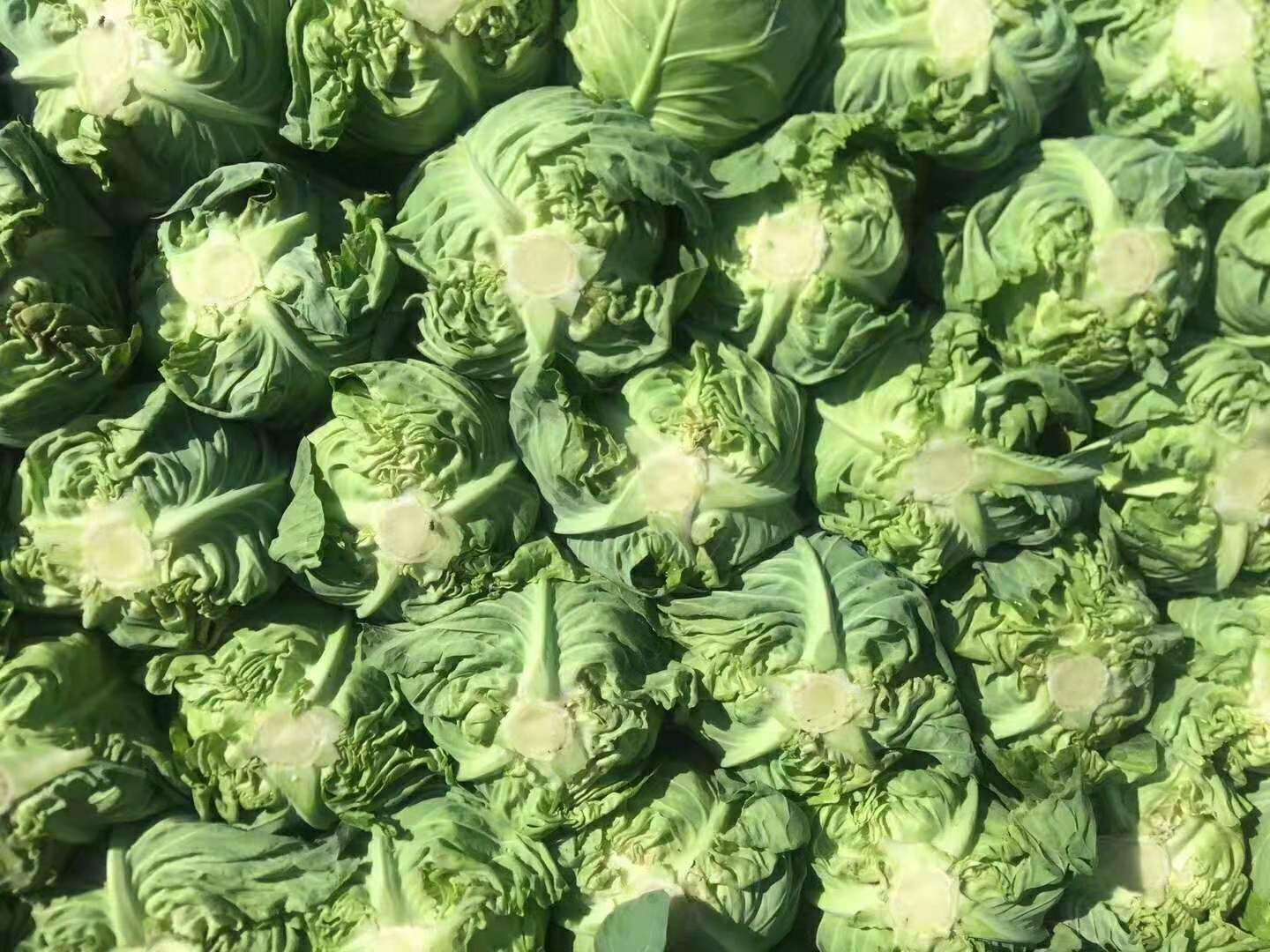 绿甘蓝 甘蓝产地直销