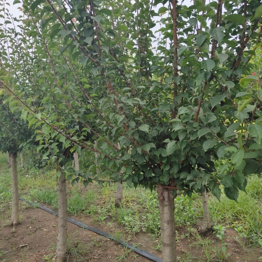 沭阳县 8公分红梅