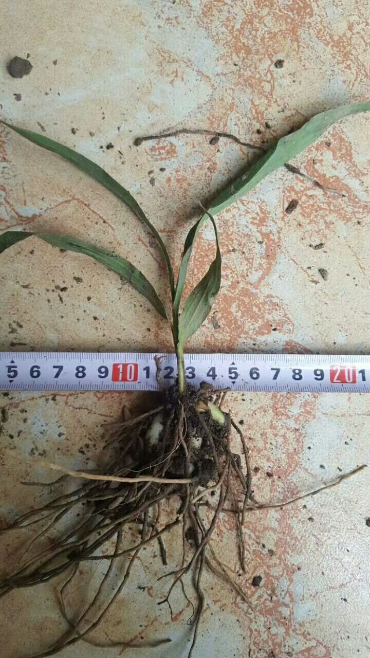  白芨苗白芨块白芨成品