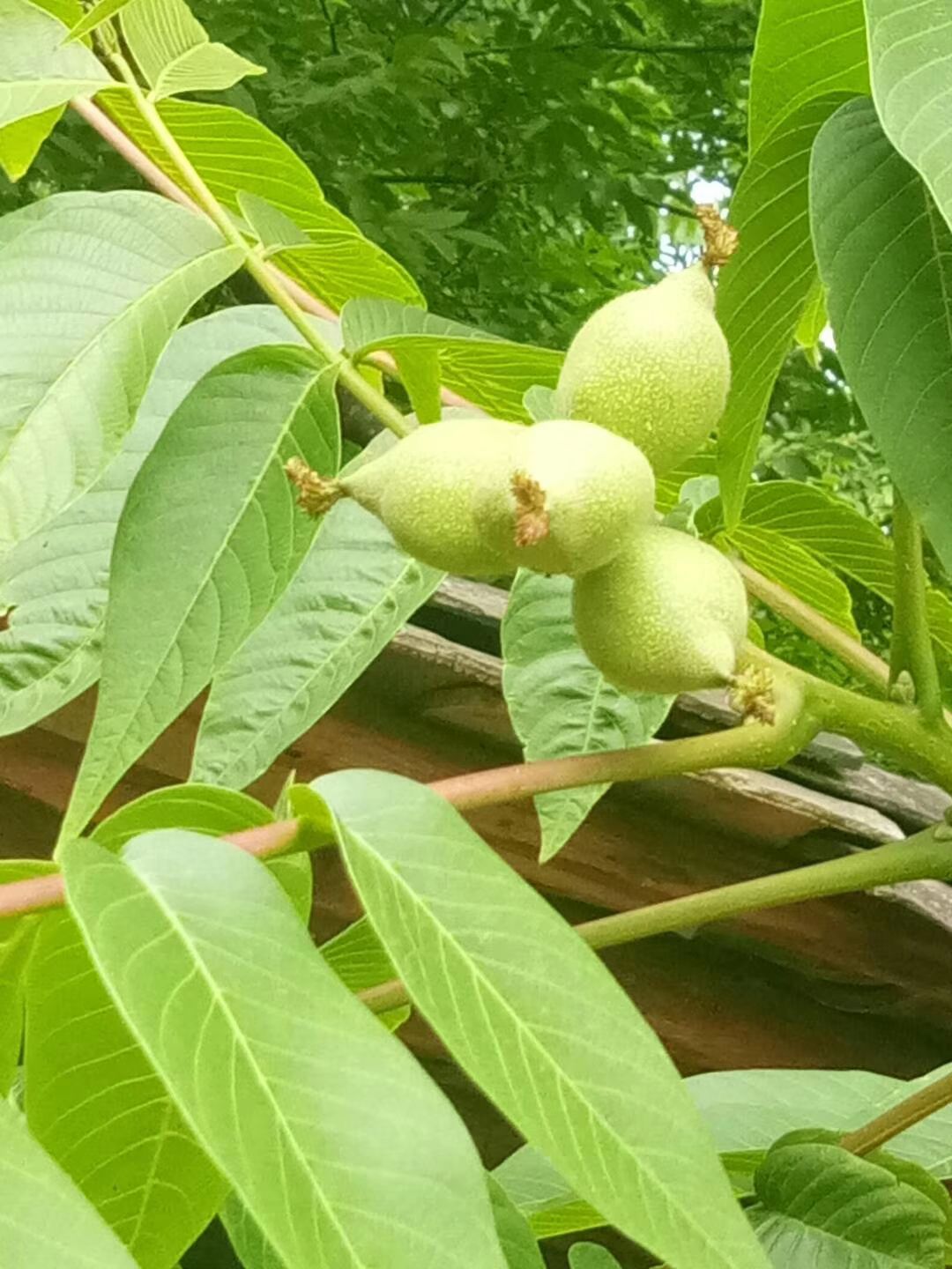  云南薄壳核桃