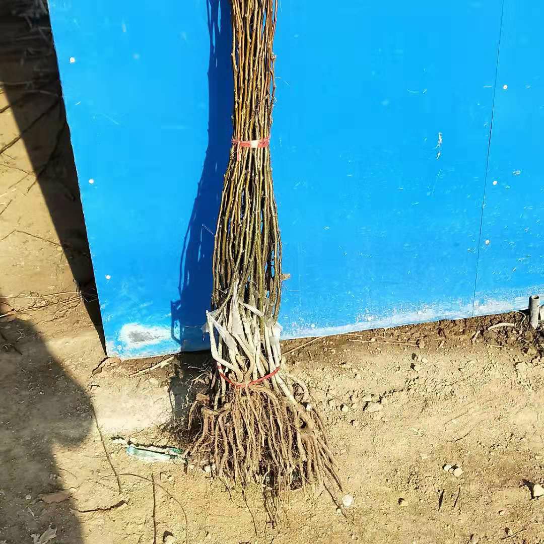 梨树苗 梨树树苗，品种齐全现挖发货，根系发达，成活率高，量大签合同