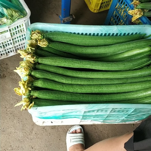 南通 精品丝瓜鲜花丝瓜