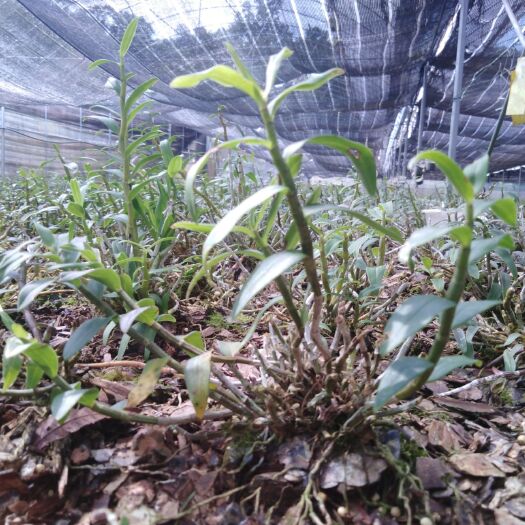 思茅 生态有机铁皮石斛，不施肥、不喷农药！五年老条！