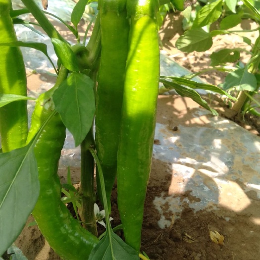 尖椒 高山绿色蔬菜食品大量上市
