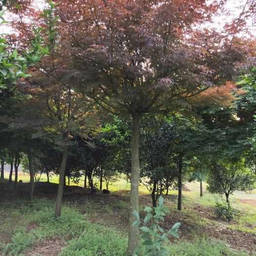 全州县 中国红枫，米径五公分，三年的冠，上车价120