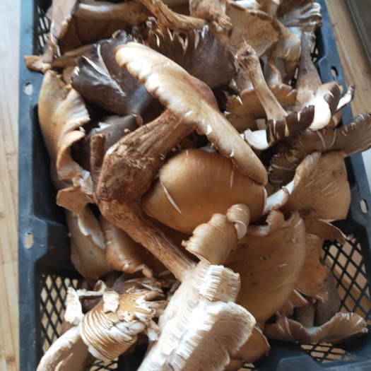 广南县鸡枞菌  看图片