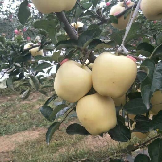 泰安 维纳斯黄金苹果苗价格 晚熟品种维纳斯黄金苹果苗哪里有