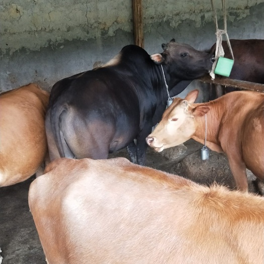 安溪县高山 生态养殖黄牛 肉牛鲁西黄牛育肥牛架子牛质量优良