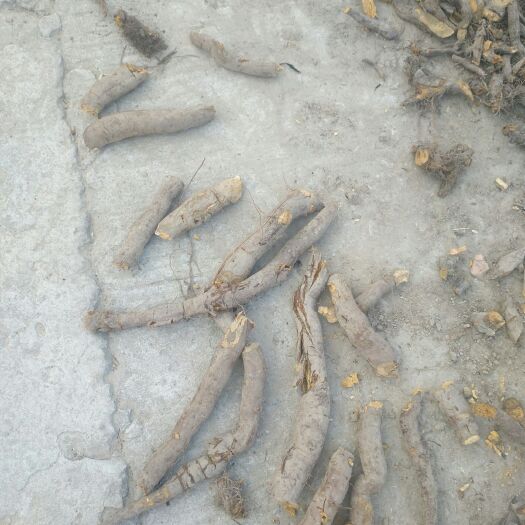 大竹县 虎杖