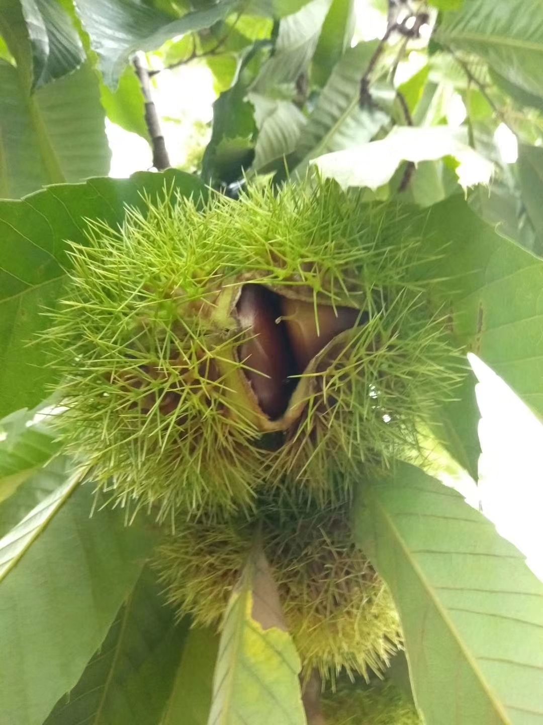 中熟油栗上市,欢迎采购