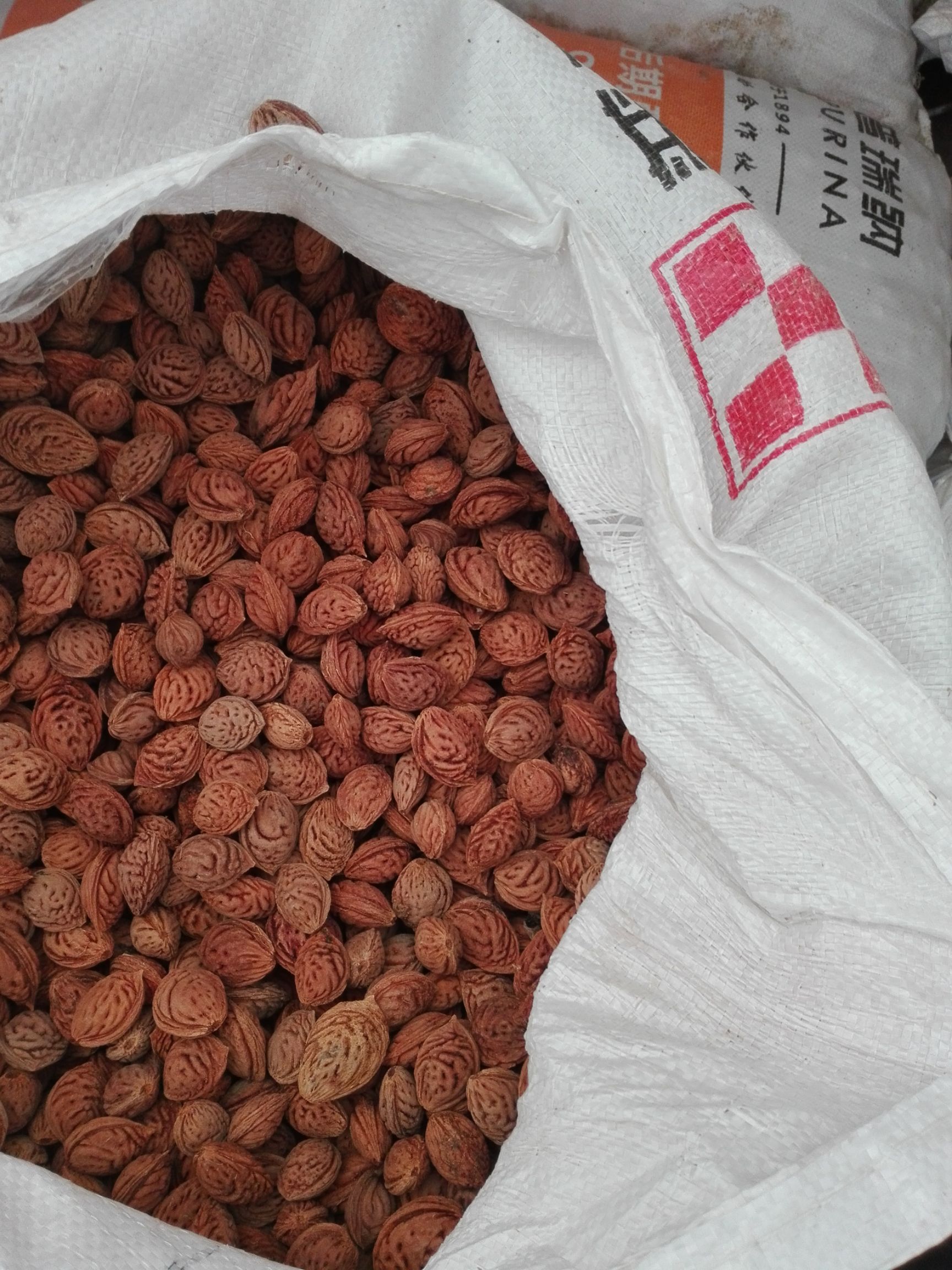 桃树种子 毛桃核，高发芽率，技术指导