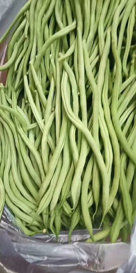 呼和浩特架豆王豆角 20